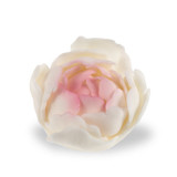 Голям бял захарен божур с розов оттенък 056200 / c03 PJT комплект 12 бр